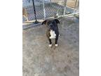 Adopt Bugsy a Brindle American Pit Bull Terrier / Mixed dog in Cortez