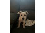 Adopt Popeye a Brown/Chocolate - with White Terrier (Unknown Type
