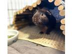 Adopt Mars a Guinea Pig small animal in West Vancouver, BC (41177826)