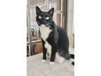 Adopt THEO (Lover!) lapKitty (lowfee a Black & White or Tuxedo Domestic