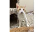 Adopt Minnie a Orange or Red (Mostly) Domestic Shorthair (short coat) cat in