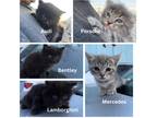 Adopt Car Kitties! a Black & White or Tuxedo Domestic Shorthair (short coat) cat