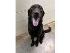 Adopt Eclipse a Black Golden Retriever / Chow Chow / Mixed (short coat) dog in