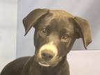 Adopt Captain Hook a Black Mixed Breed (Large) / Mixed dog in Georgetown