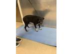 Adopt Cookie a Black Border Collie / Afghan Hound / Mixed (short coat) dog in