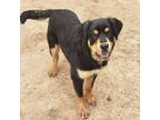 Adopt Ares a Black Rottweiler / Mixed Breed (Medium) / Mixed (short coat) dog in