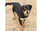 Adopt Ares a Black Rottweiler / Mixed dog in Lancaster, TX (40944491)