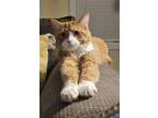 Adopt Sahara a Orange or Red Tabby Domestic Mediumhair / Mixed (medium coat) cat