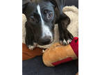 Adopt Rosie a Black Shepherd (Unknown Type) / Mixed dog in Fresno, CA (41247711)