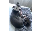 Adopt Chico a Gray/Silver/Salt & Pepper - with White American Pit Bull Terrier /