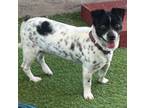 Adopt Fritz a White Jack Russell Terrier / Mixed dog in Phoenix, AZ (41247694)