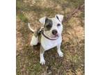 Adopt Meadow a White American Pit Bull Terrier / Mixed Breed (Medium) / Mixed