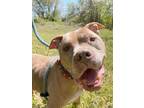 Adopt Pouncer a Tan/Yellow/Fawn American Pit Bull Terrier / Mixed Breed (Medium)