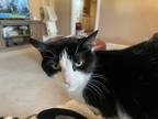 Adopt Lucy a Black & White or Tuxedo Domestic Shorthair / Mixed (short coat) cat