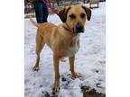 Adopt Nanook a Tan/Yellow/Fawn Labrador Retriever / Mixed dog in Midland