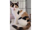Adopt Perla a Domestic Shorthair / Mixed (short coat) cat in Darlington