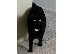 Adopt Nero a All Black American Shorthair / Mixed (short coat) cat in Arlington