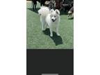 Adopt Rapunzel a White Samoyed / Mixed dog in Fenton, MO (41247560)