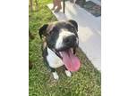 Adopt Lucy a Black - with White Mutt / Mixed dog in Palmetto, FL (41247306)