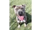 Adopt Grayson a American Staffordshire Terrier / Mixed dog in Tulare