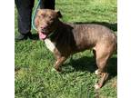 Adopt Diamond Girl a Brown/Chocolate American Pit Bull Terrier / Mixed dog in