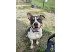 Adopt Ghost a Merle Mixed Breed (Small) / Mixed (short coat) dog in Fairfax
