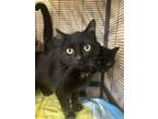 Adopt Tess a All Black Domestic Mediumhair / Domestic Shorthair / Mixed cat in