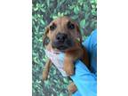 Adopt Aang a Brown/Chocolate Shepherd (Unknown Type) / Mixed dog in San Antonio