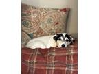 Adopt Tess a White - with Black Jack Russell Terrier / Mixed dog in Orangevale