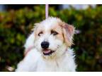 Adopt Puddle a Terrier (Unknown Type, Medium) / Jindo / Mixed dog in San Diego