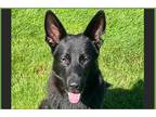 Adopt Otto a Black German Shepherd Dog / Mixed dog in Ft Lauderdale