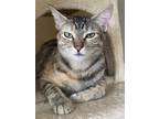 Adopt Birdie a Calico or Dilute Calico Domestic Shorthair / Mixed (short coat)