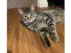 Adopt Peanut a Tiger Striped Domestic Shorthair / Mixed (short coat) cat in