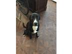 Adopt Jasper a Black Labrador Retriever / Mixed dog in Gulfport, MS (41247097)