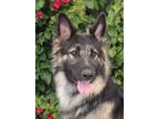 Adopt Brooke von Borstel a Black - with Tan, Yellow or Fawn German Shepherd Dog
