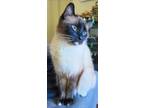 Adopt Finn a Tan or Fawn (Mostly) Siamese / Mixed (short coat) cat in Grand