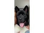 Adopt Rocky a Black - with White Akita / Mixed dog in Washington, DC (41247091)