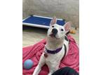 Adopt Snow White a White - with Black Mixed Breed (Medium) / Mixed dog in