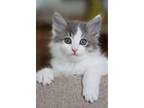 Adopt Calvin and Kennedy a Gray or Blue (Mostly) Domestic Shorthair / Mixed