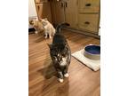Adopt Tommy a Tiger Striped Domestic Shorthair / Mixed (short coat) cat in Mount