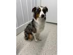 Adopt Louie a Black Australian Shepherd / Mixed dog in Wautoma, WI (41246669)