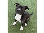 Adopt Maryanne a Black American Pit Bull Terrier / Mixed dog in Grapevine