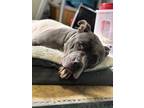 Adopt Center a Gray/Blue/Silver/Salt & Pepper Mixed Breed (Medium) / Mixed dog