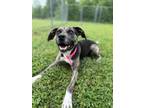 Adopt Frannie a Black Mixed Breed (Medium) / Mixed dog in Gainesville