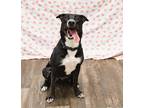 Adopt Harper a Black - with White Mixed Breed (Medium) / Mixed dog in