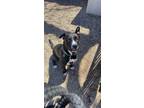 Adopt Blue a Black - with White Pitsky / Mixed dog in Tucson, AZ (41246824)