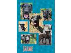 Adopt Jaime a Black Labrador Retriever / German Shepherd Dog / Mixed dog in
