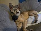 Adopt Angel a Tan/Yellow/Fawn Husky / German Shepherd Dog / Mixed dog in Newark