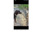 Adopt Boomer a Brown/Chocolate - with White German Shorthaired Pointer /
