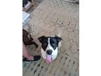 Adopt Stella a White - with Black Labrador Retriever / Mixed dog in